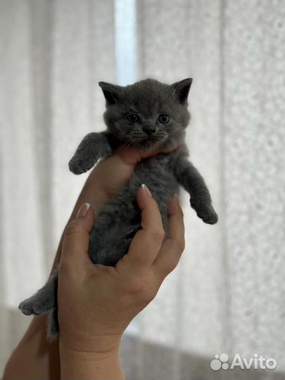 Британская