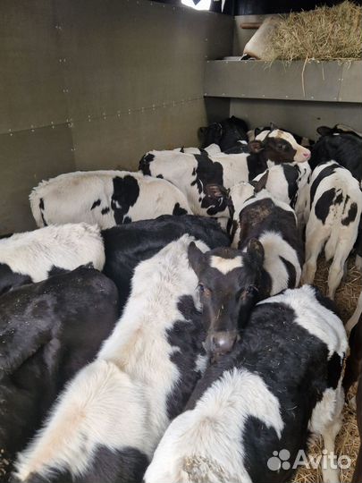 Бычки телята