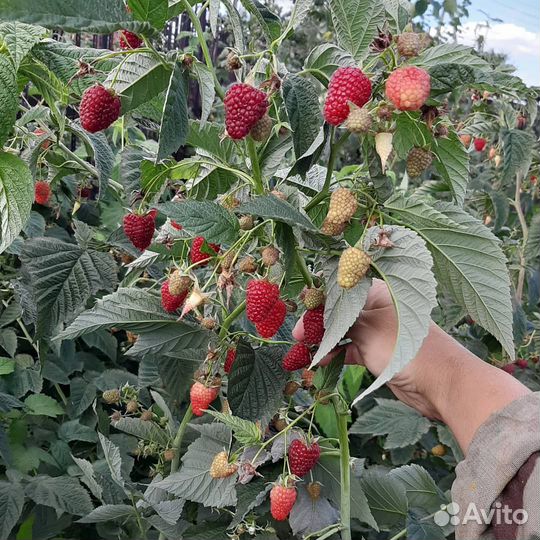 Плодовые кустарники