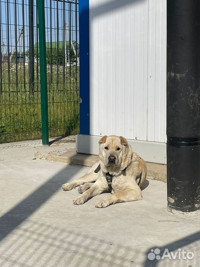 Собака лабрадор в добрые руки