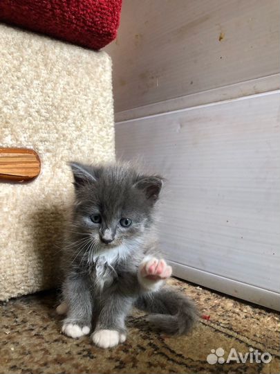 Котята