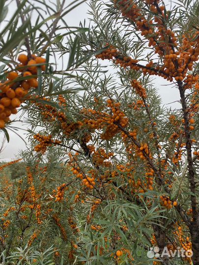 Первый в Алтае сад интенсивного типа