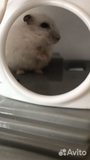 Джунгарский хомяк с клеткой