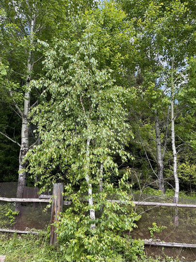 Участок 5 сот. (СНТ, ДНП)