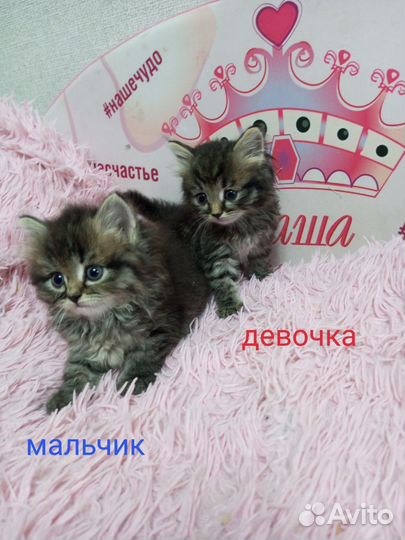 Котенок (мальчик и девочка)
