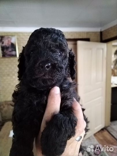 Щенки карликового пуделя