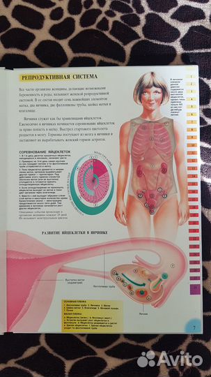 Новая Брайан Дженни Чудо рождения