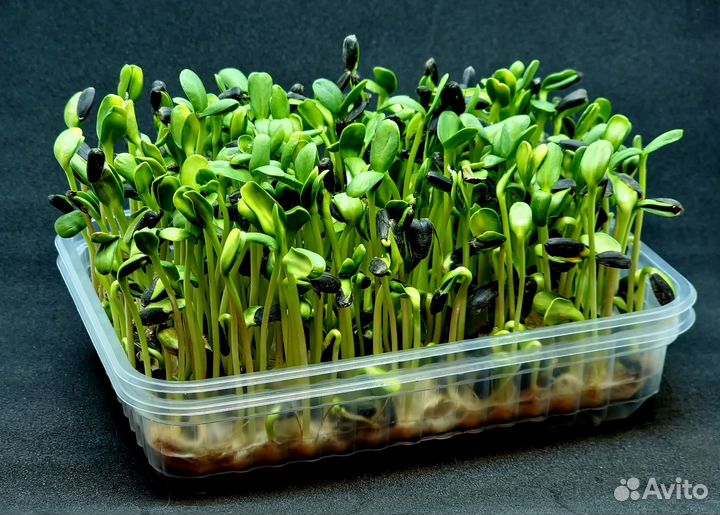 Микрозелень GreenCheb