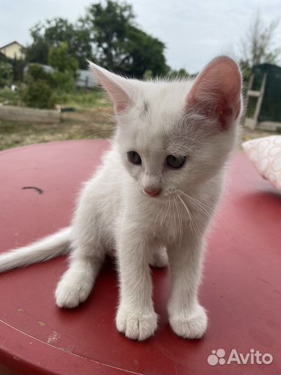 Кошка девочка с голубыми глазами