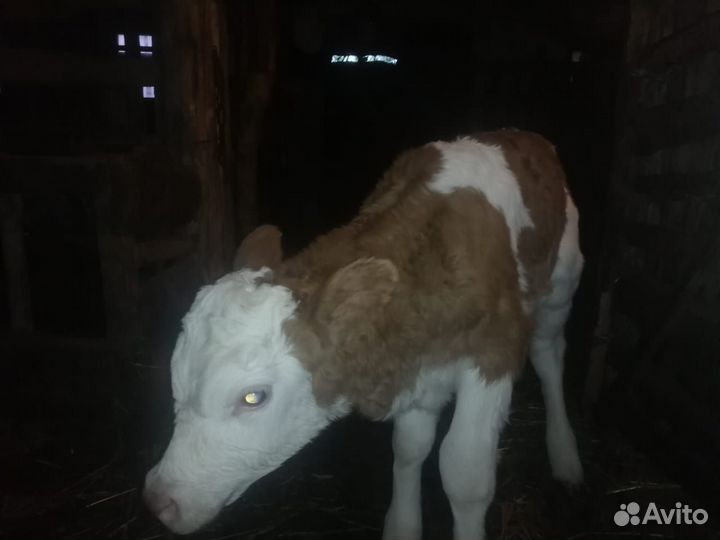 Бычок и телка