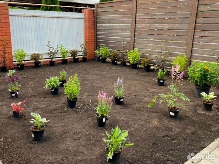 Посадка деревьев и кустарников