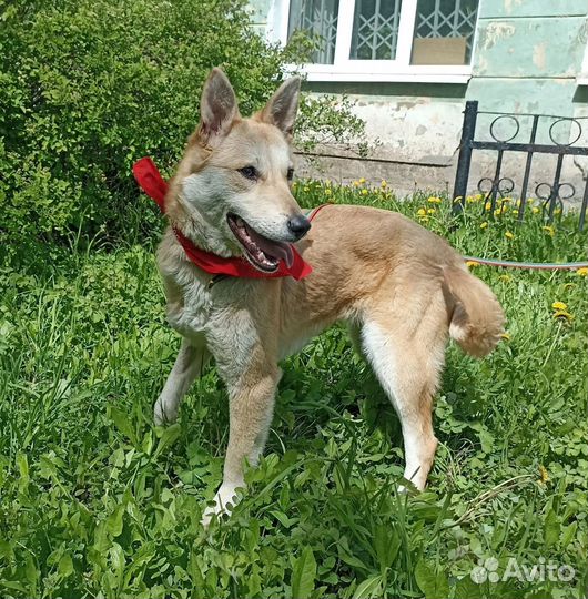 Красивая собака в дар