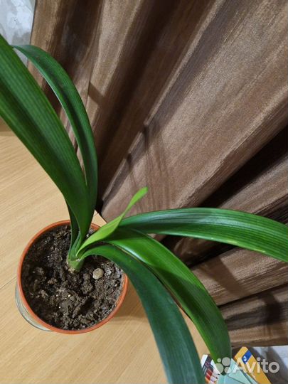 Комнатные цветы кливия