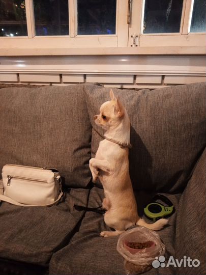 Продается щенок мальчик 6 месяцев порода Чихуахуа
