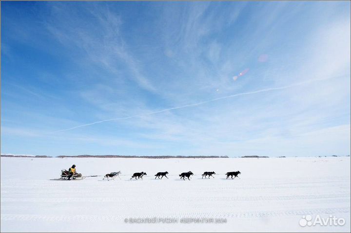 Катание на собачьих упряжках