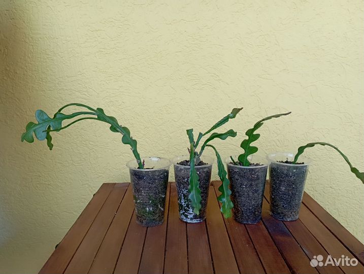 Эпифиллум ангулигер