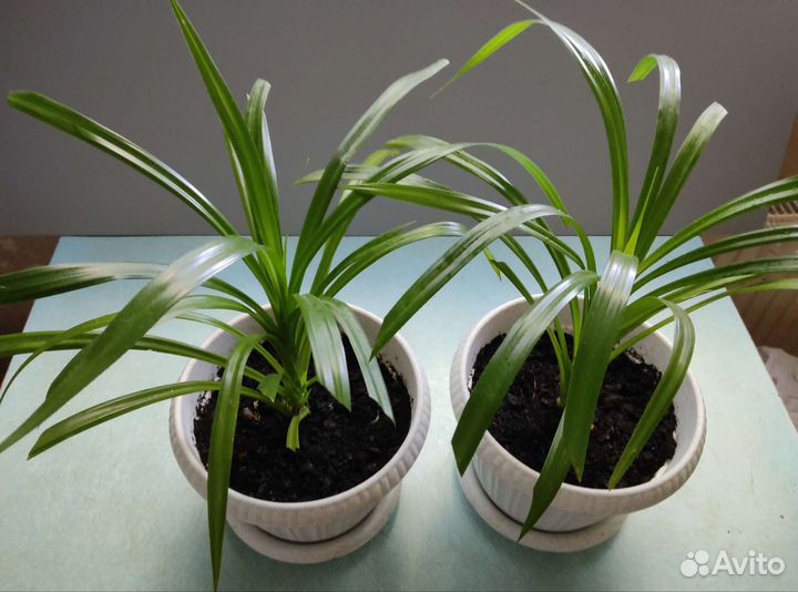 Панданус- винтовая пальма