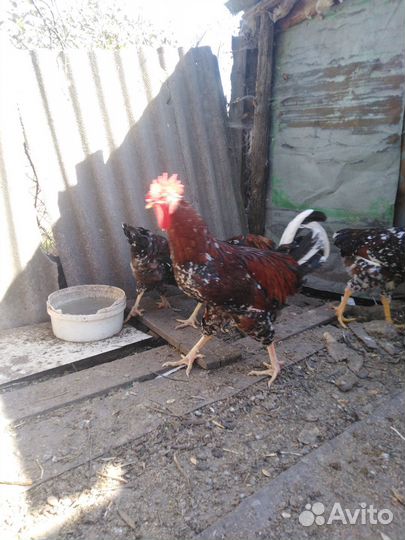 Петухи брама куропатчатая и ливенские ситцевые