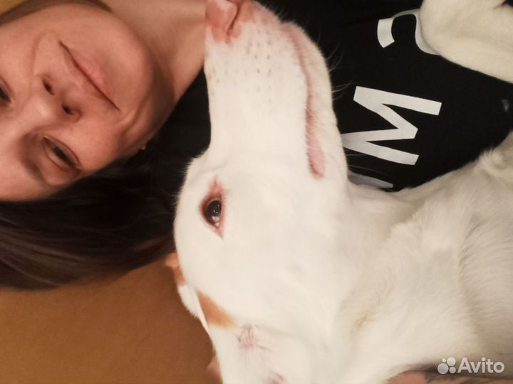 Зооняня / передержка животных