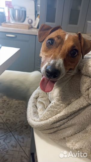 Домашняя индивидуальная передержка-отель для собак