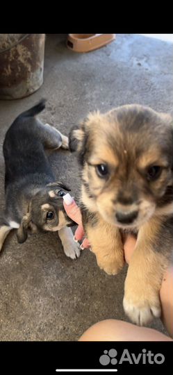 Щенки