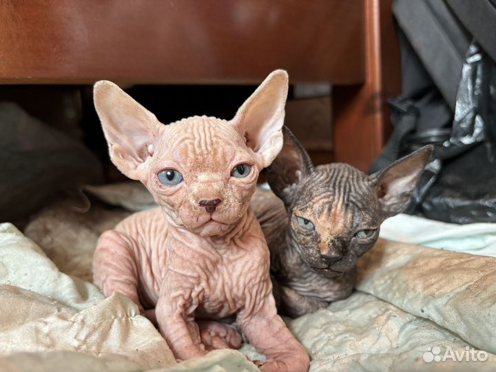 Черепашковая девочка канадский сфинкс