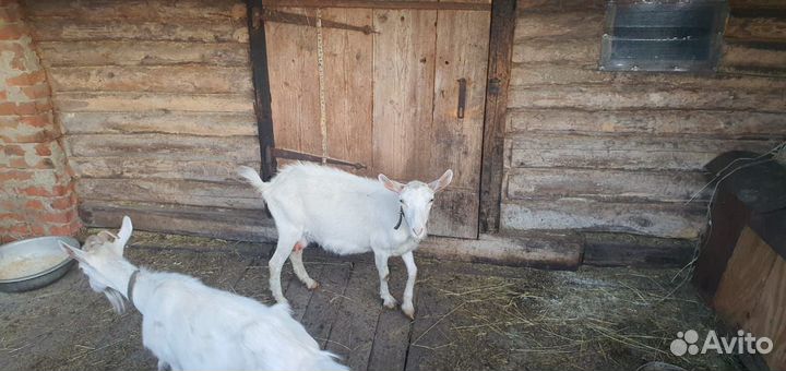 Коза дойная молочная