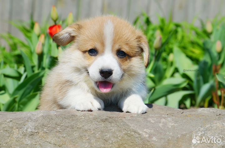 Красивые мальчишки корги из питомника