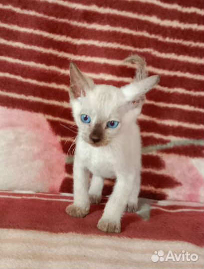 Канадский сфинкс (Браш)