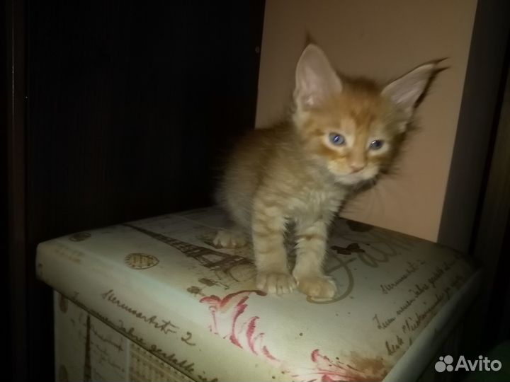 Котята мейн-кун