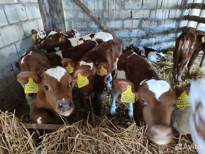 Бычки симменталы