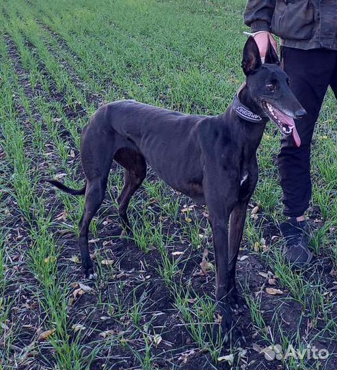 Продам, суку грейхаунда