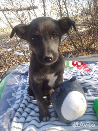 Щенки три мальчика и три девочки,1.5 месяца