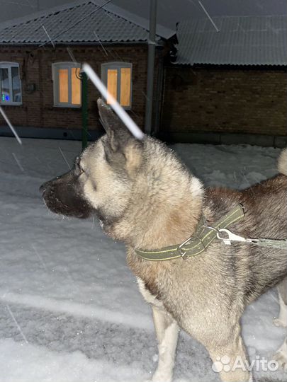 Американская акита вязка