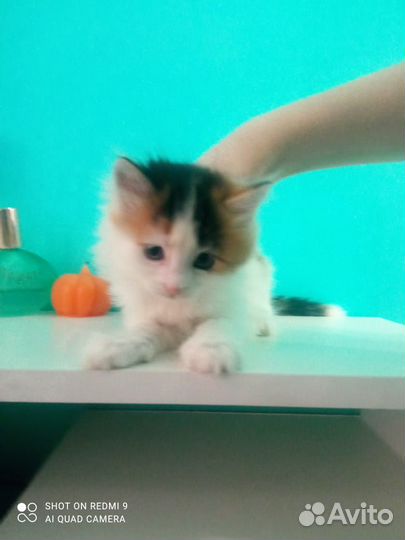 Кошка