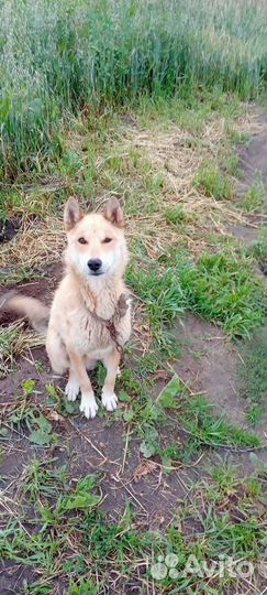 Щенки в добрые руки даром