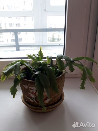 Декабрист цветок