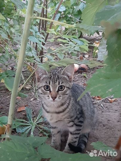 Котёнок девочка