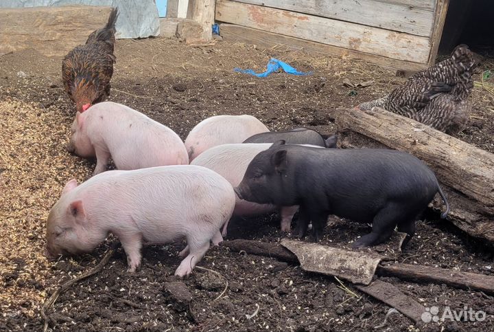 Вьетнамские вислобрюхие поросята