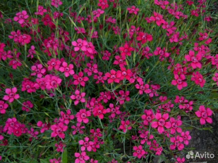 Гвоздика травянка