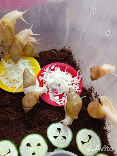 Улитки ахатины