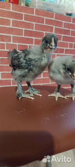 Цыплята маран