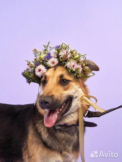 Собака в добрые руки