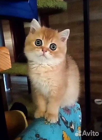 Золотой котик