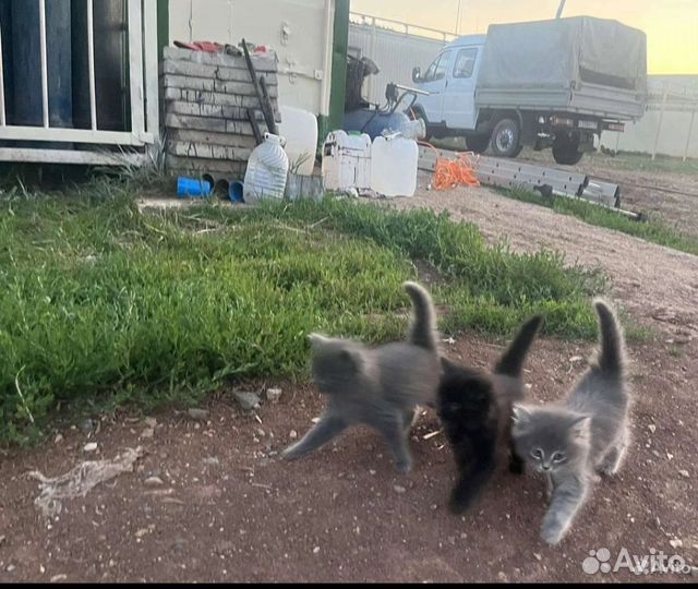 Бесплатно в добрые руки