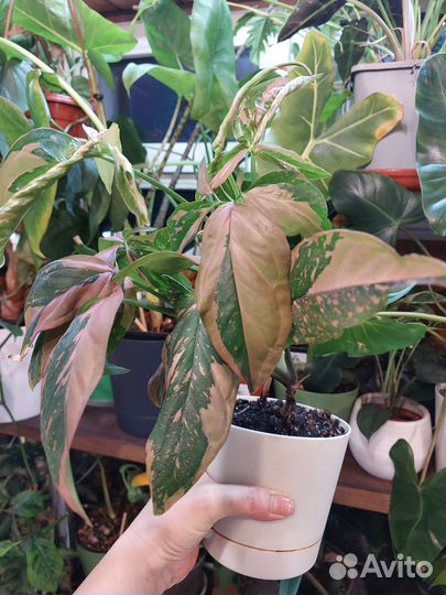 Сингониум триколор