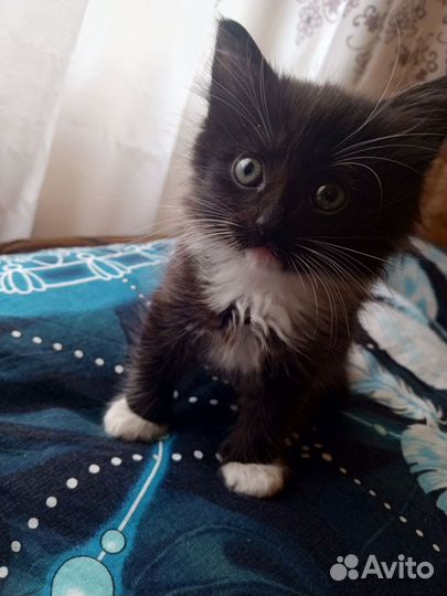 Котик в добрые руки