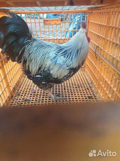 Куры петухи