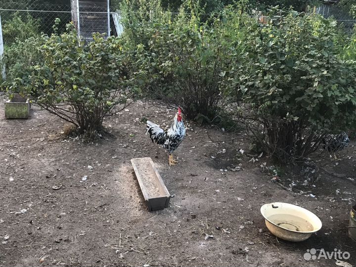 Куры несушки