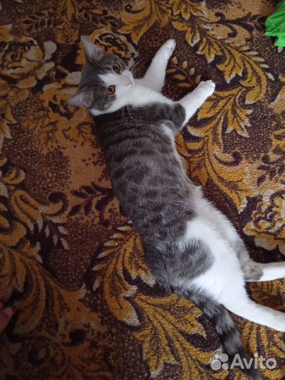 Котик в добрые руки